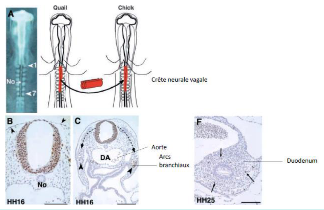 Greffe hétérotopique du tube neural troncal en région vagale : les cellules de la crête neurale acquièrent une identité vagale et colonisent l'intestin