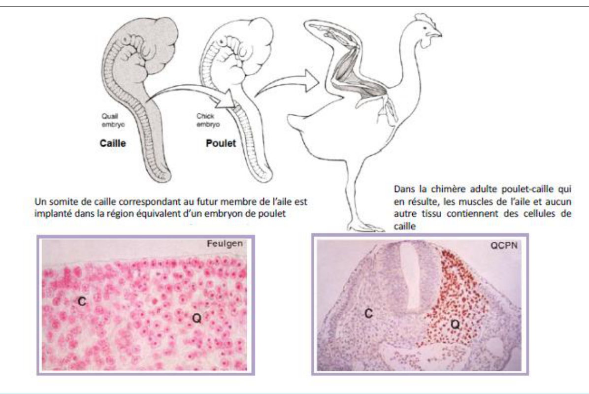 Origine somitique des muscles (greffe)