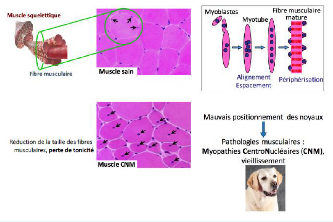 Muscle sain et myopathies