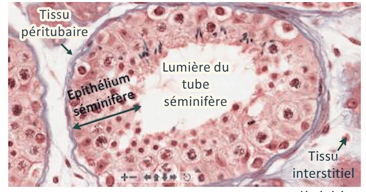 Comparaison du cycle de l'épithélium séminal (16 jours) et du cycle spermatogénétique (74 jours)