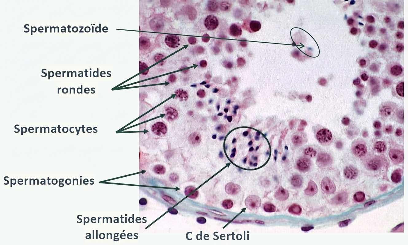 Les six stades de l'épithélium séminal humain et leurs associations de cellules germinales