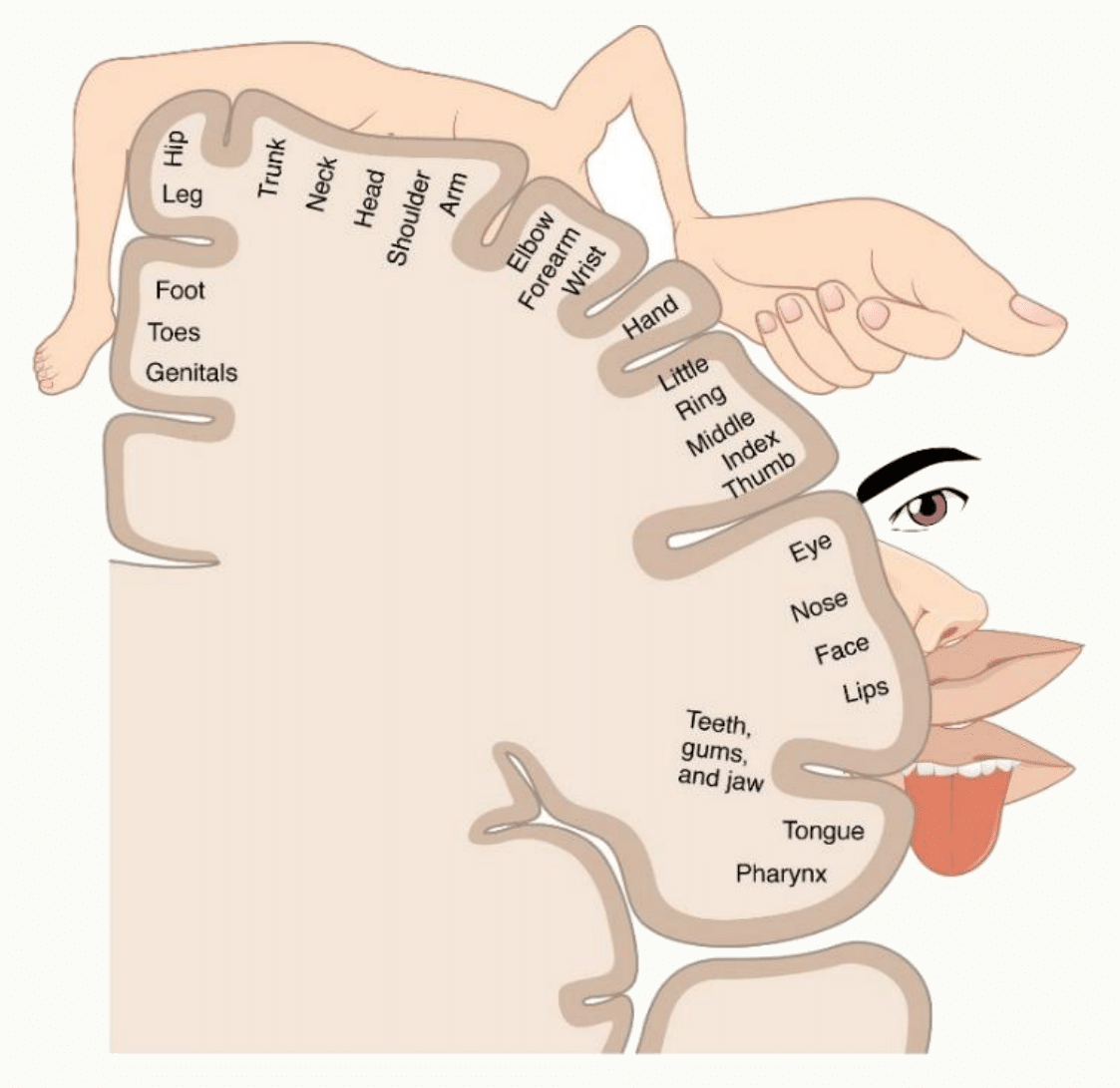 Homonculus de Penfield représentant la surface corticale allouée à chaque partie du corps
