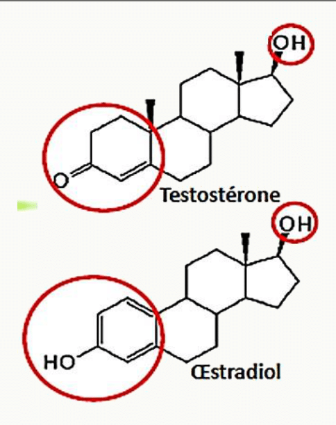 Testostérone et œstradiol, hormones stéroïdes dérivées du cholestérol