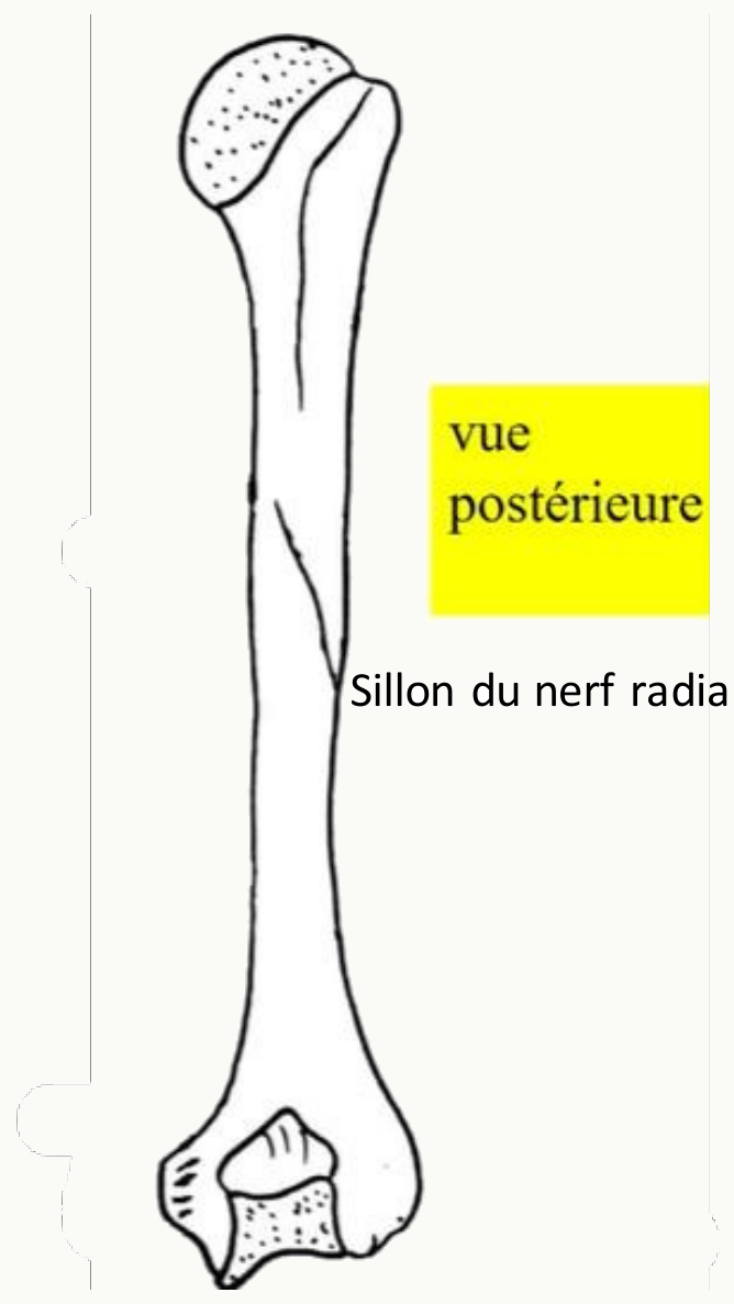 Face postérieure de l'humérus et sillon oblique du nerf radial
