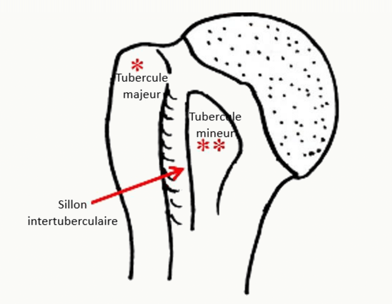 Tubercules majeur et mineur de l'humérus séparés par le sillon intertuberculaire