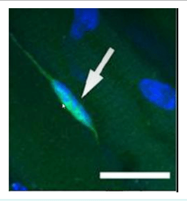 Cellule musculaire allongée révélée par immunofluorescence
