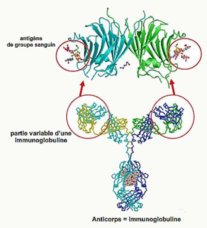 Immunoglobuline reconnaissant les antigènes de groupe sanguin par sa partie variable