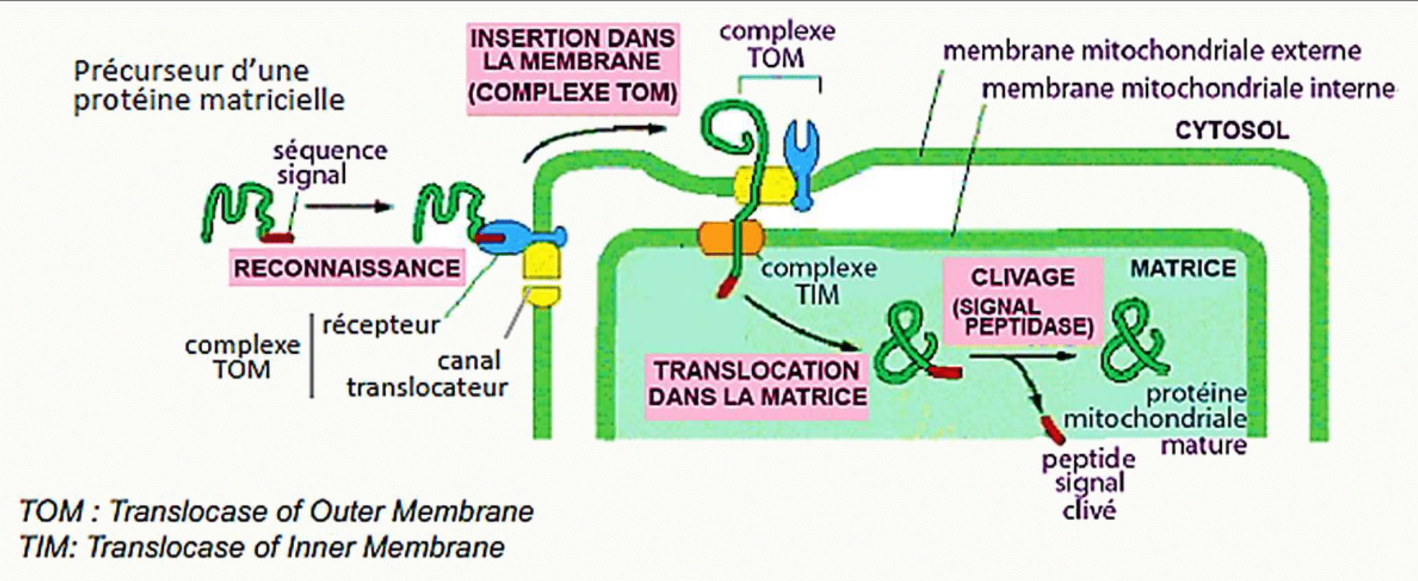 Importation d'une protéine dans la mitochondrie par les complexes TOM et TIM et clivage du peptide signal