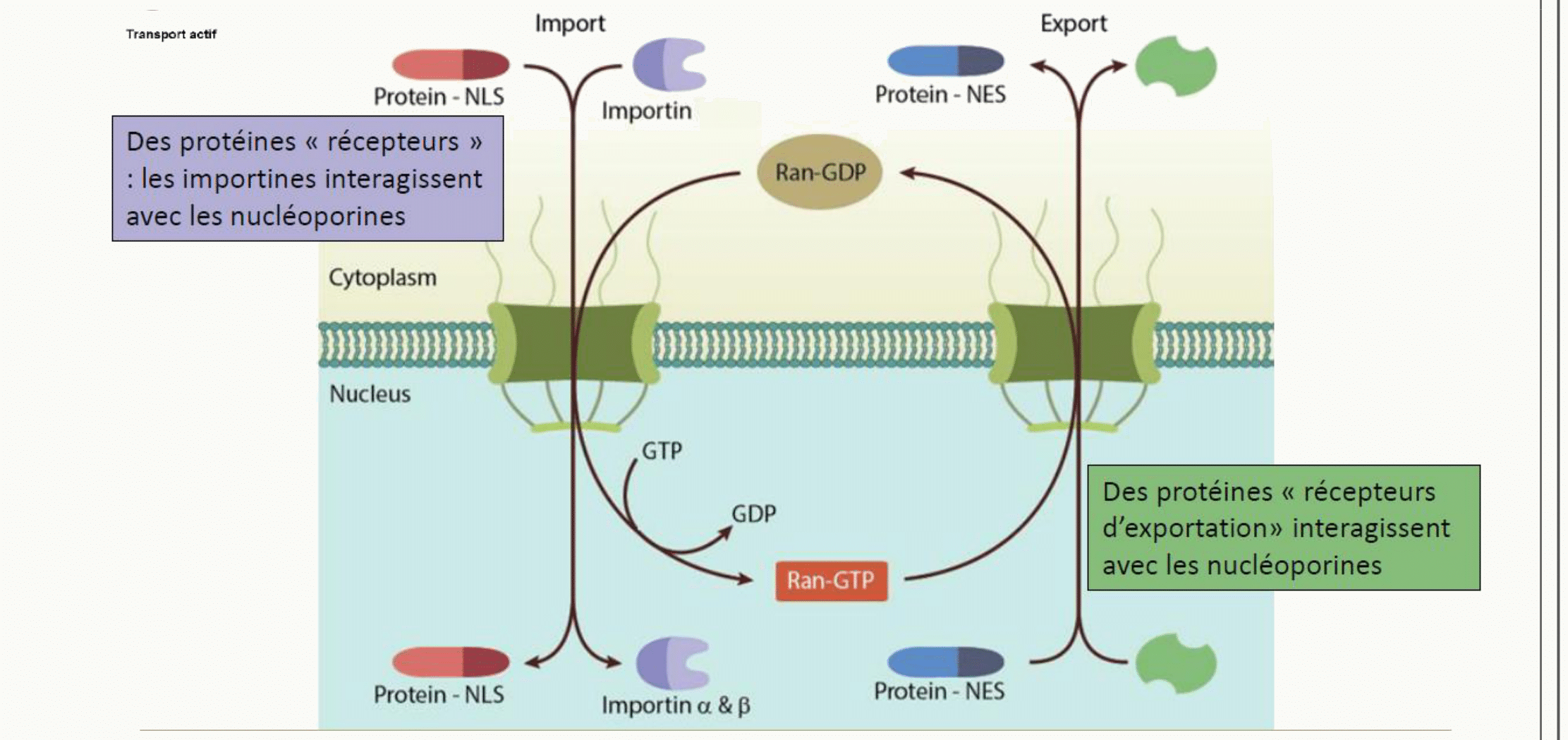 Importines et exportines assurant le transport nucléocytoplasmique, régulé par le gradient de Ran