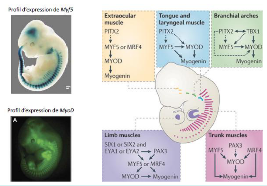 MyF5 et MyoD