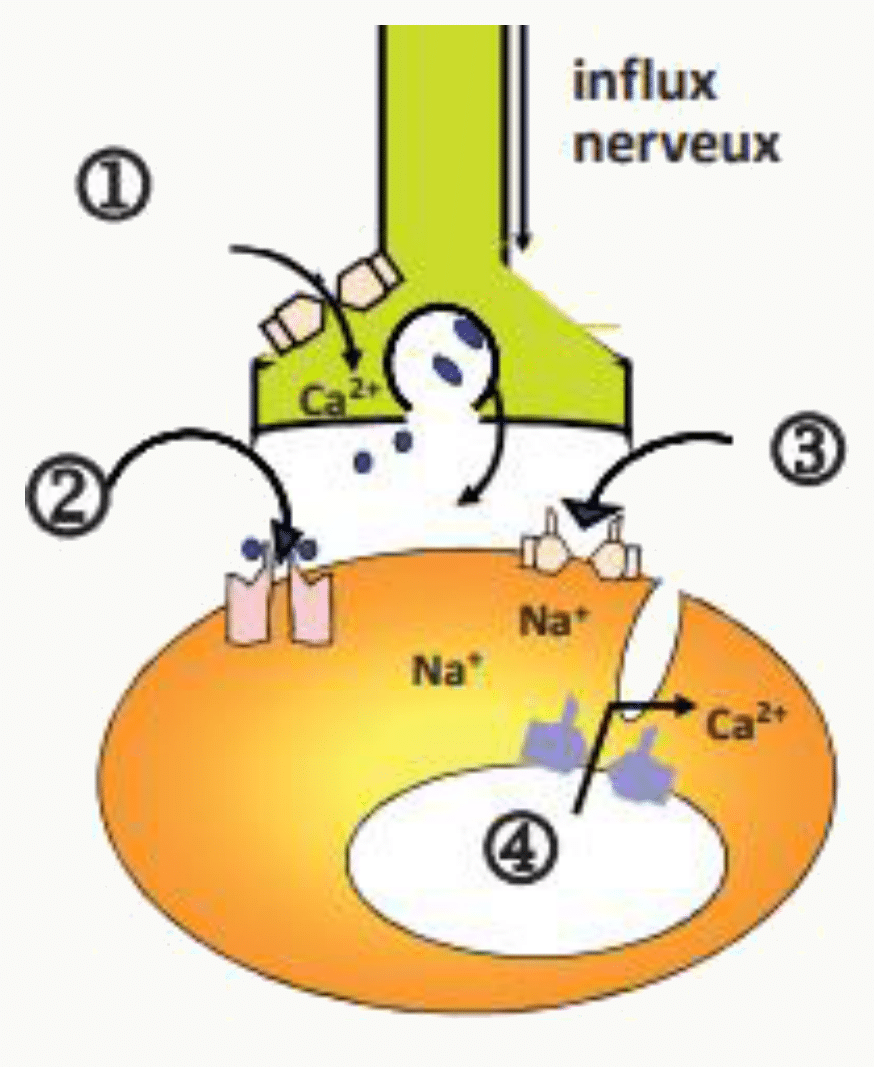De l'influx nerveux à la libération de calcium : entrée de sodium à la plaque motrice puis sortie du calcium du réticulum