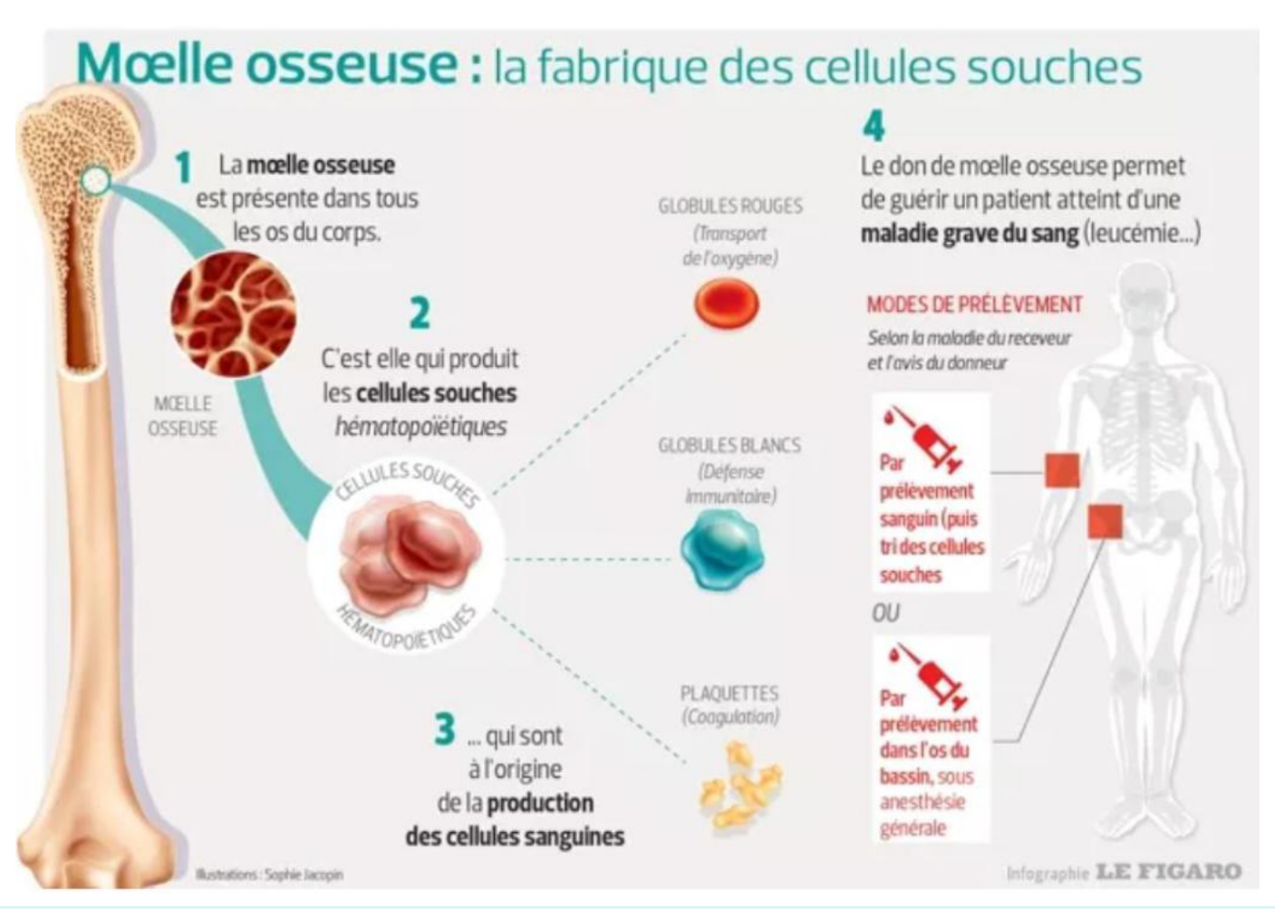 La moelle osseuse, fabrique des cellules souches