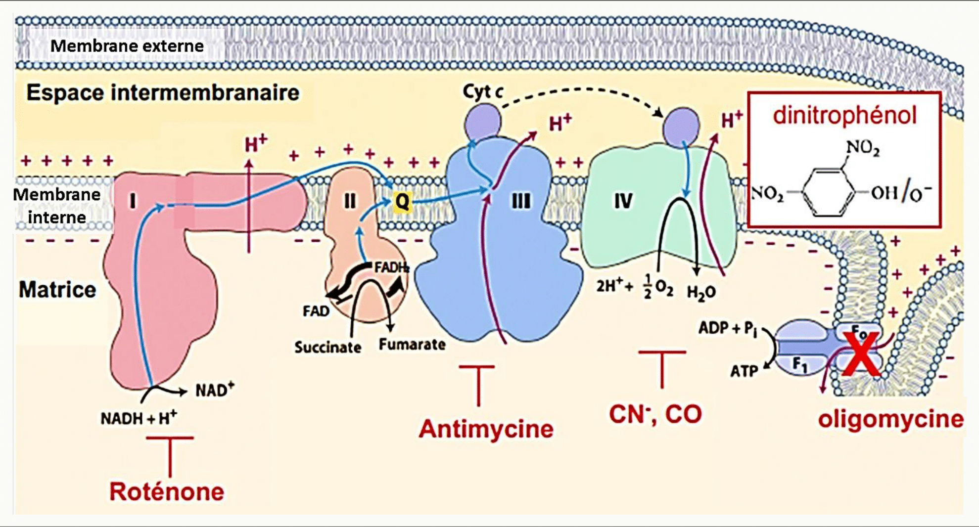 Sites d'action des inhibiteurs de la chaîne respiratoire : roténone, antimycine, cyanure, oligomycine et dinitrophénol