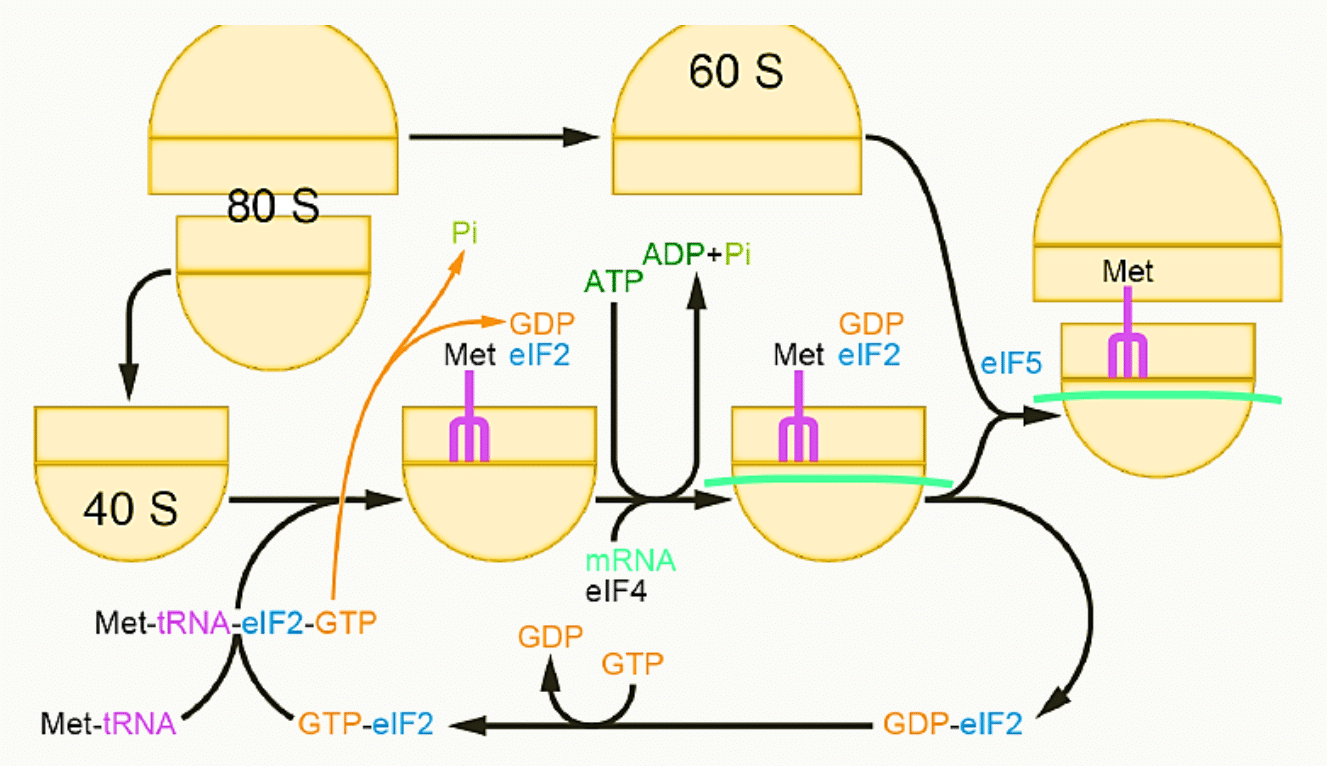 Initiation de la traduction : assemblage des sous-unités 40S et 60S en ribosome 80S avec les facteurs eIF