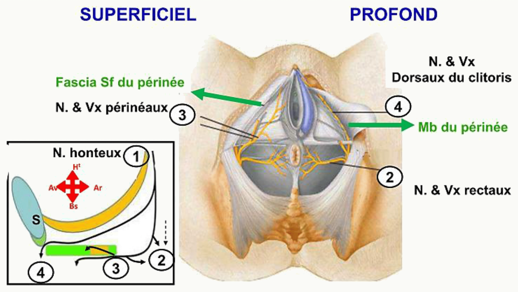 Innervation comparée des plans superficiel et profond du périnée