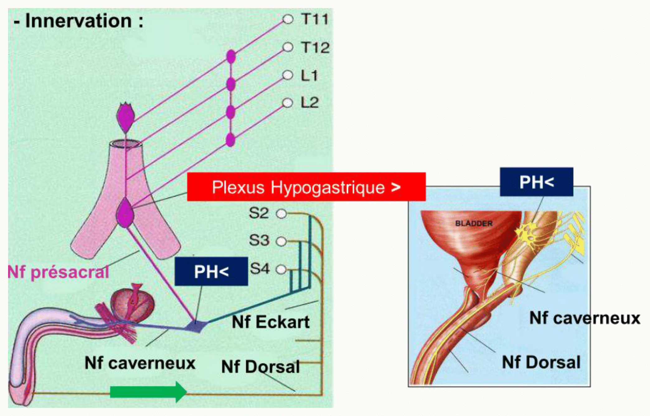 Innervation du pénis : nerfs caverneux végétatifs et nerf dorsal du pénis