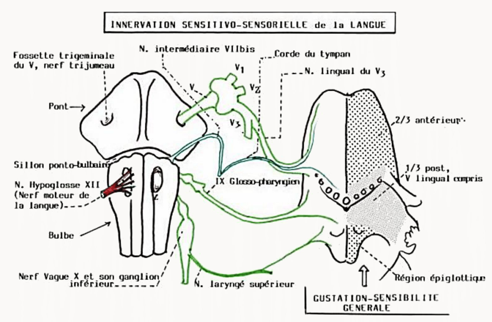Innervation sensitive et sensorielle de la langue par les nerfs V, VII bis, IX et X