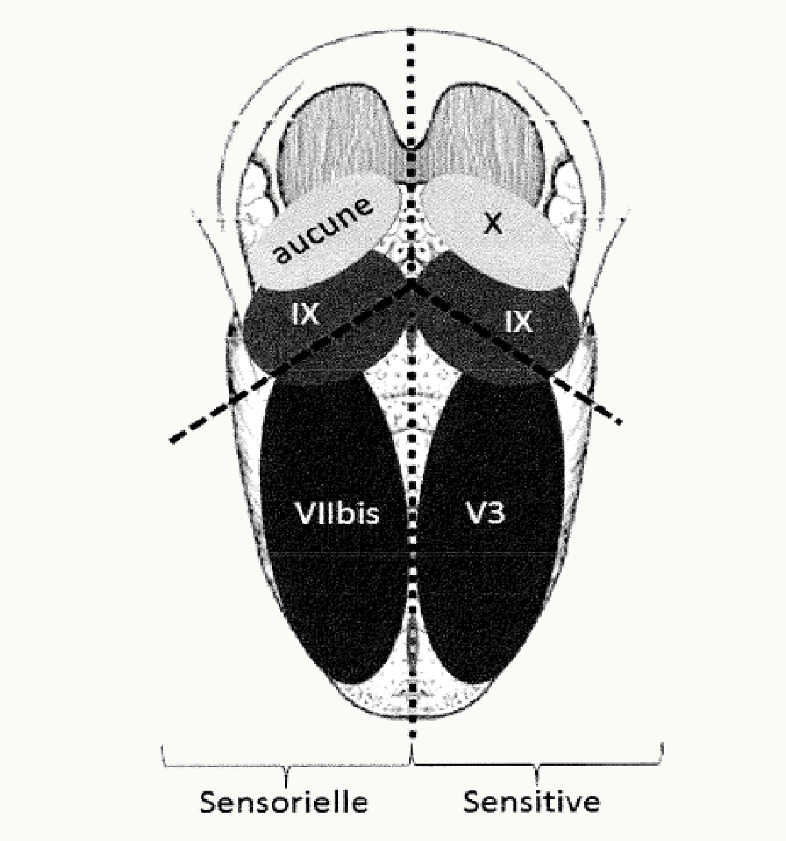 Innervation sensorielle et sensitive de la langue par les nerfs VII bis, IX et X