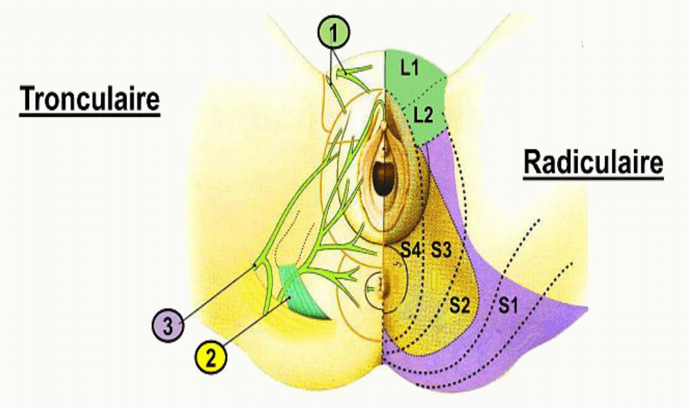 Innervation tronculaire et innervation radiculaire du périnée