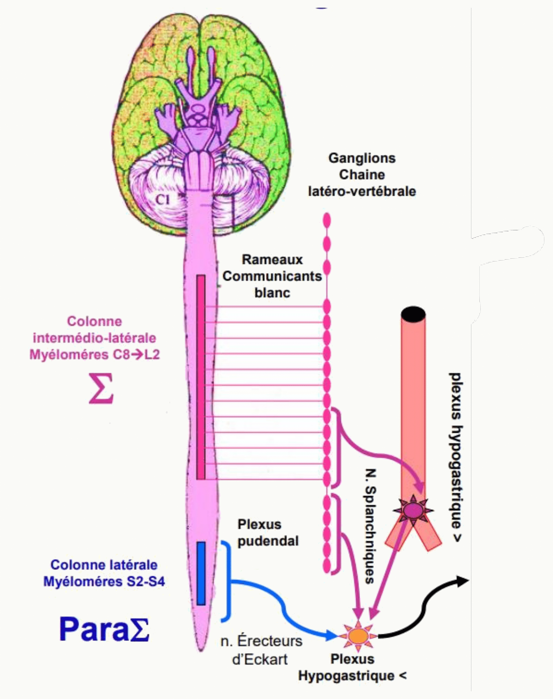 Innervation végétative du pelvis : chaîne sympathique et nerfs érecteurs parasympathiques