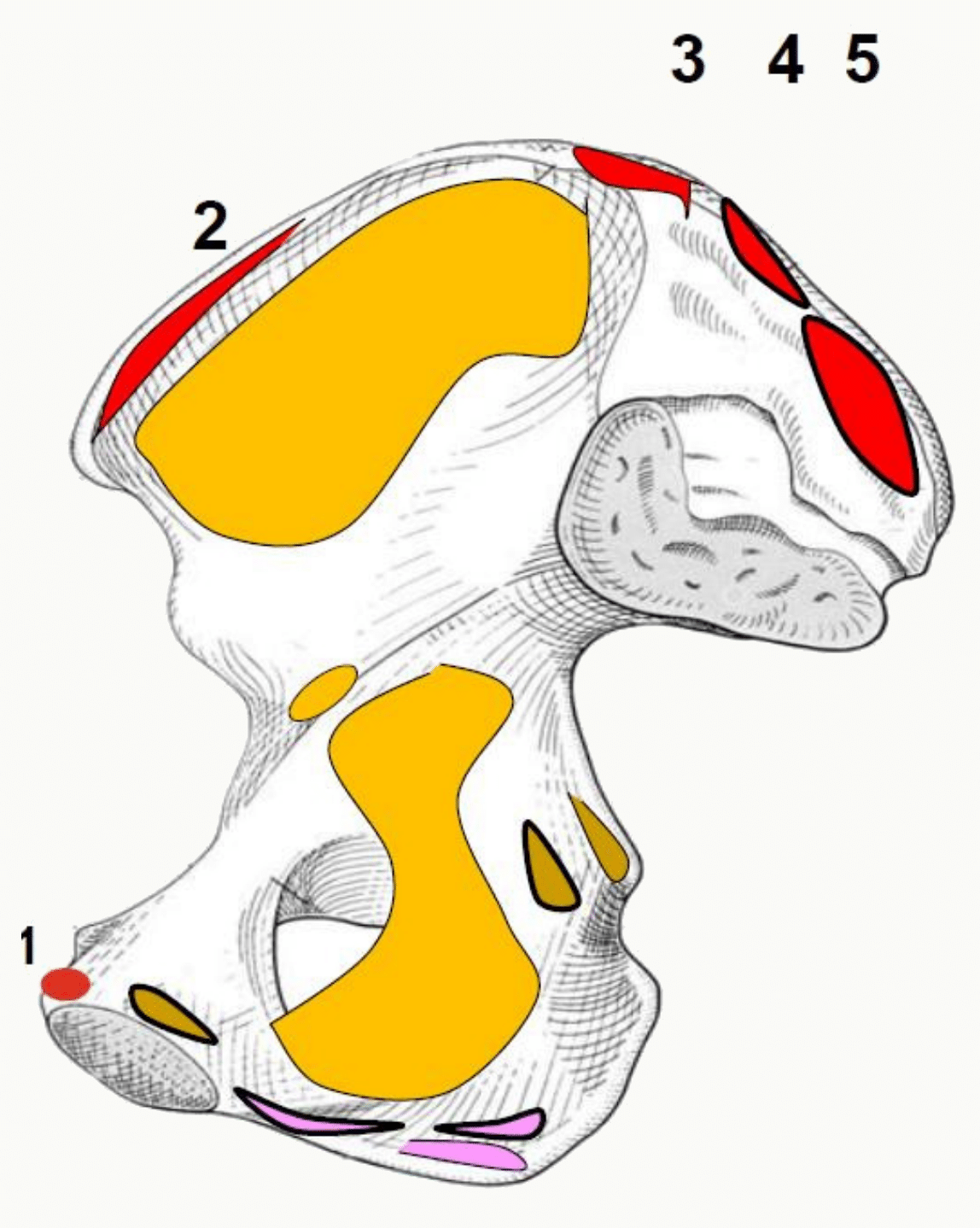 Insertions musculaires sur l'os coxal, différenciées par des couleurs
