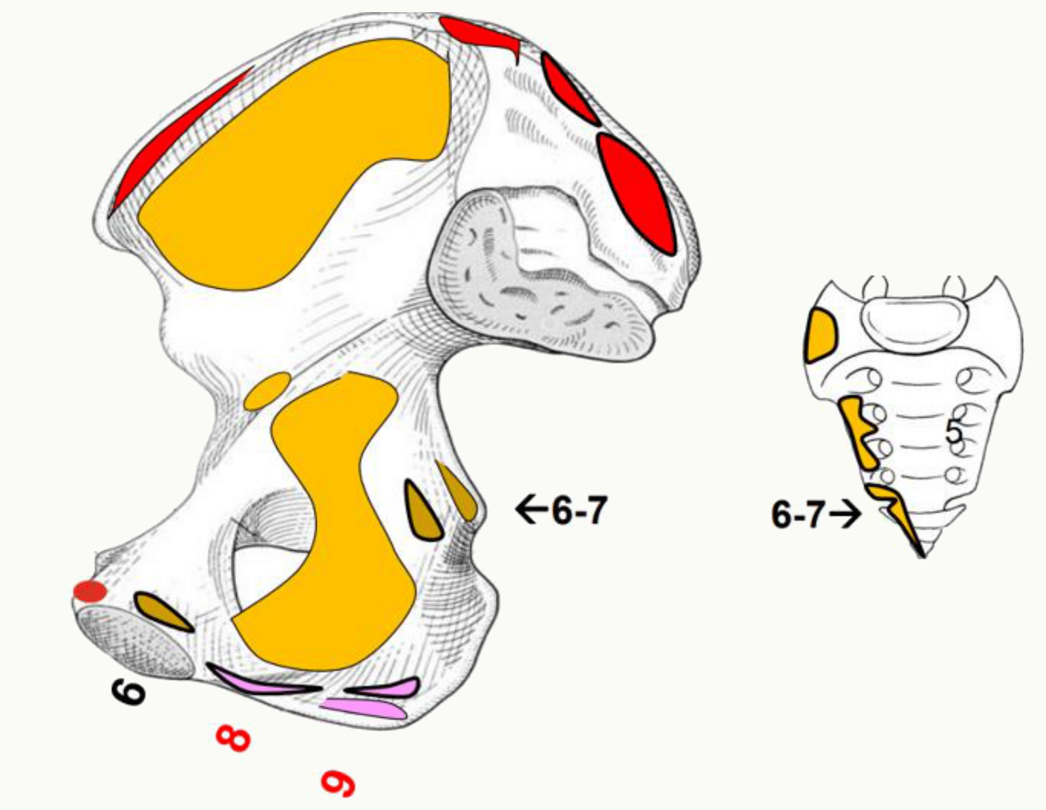 Insertions musculaires sur le sacrum et l'os coxal
