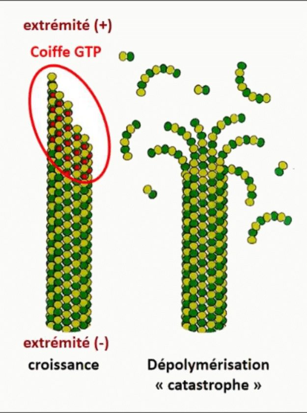 Instabilité dynamique du microtubule : coiffe GTP en croissance ou catastrophe après sa perte
