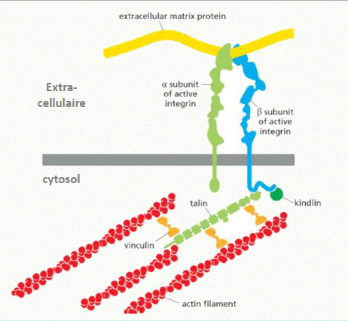 Intégrine active reliée aux filaments d'actine par la taline, la kindline et la vinculine