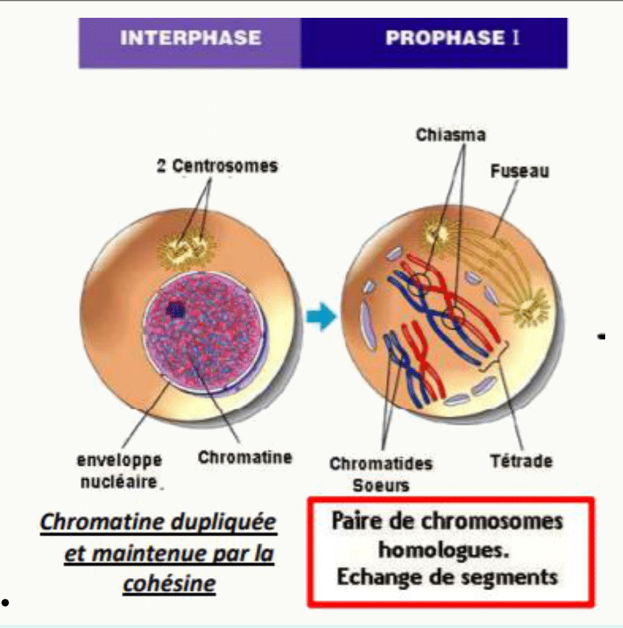 Passage de l'interphase à la prophase I : cohésine, chromatides sœurs, tétrade et chiasma