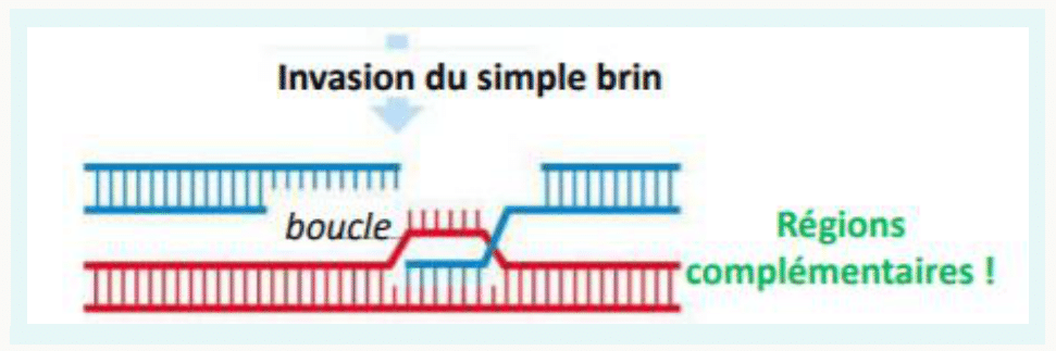 Invasion du simple brin dans l'homologue et appariement des régions complémentaires
