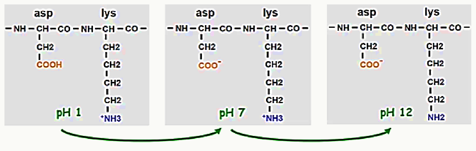 État d'ionisation de l'aspartate et de la lysine à pH 1, pH 7 et pH 12