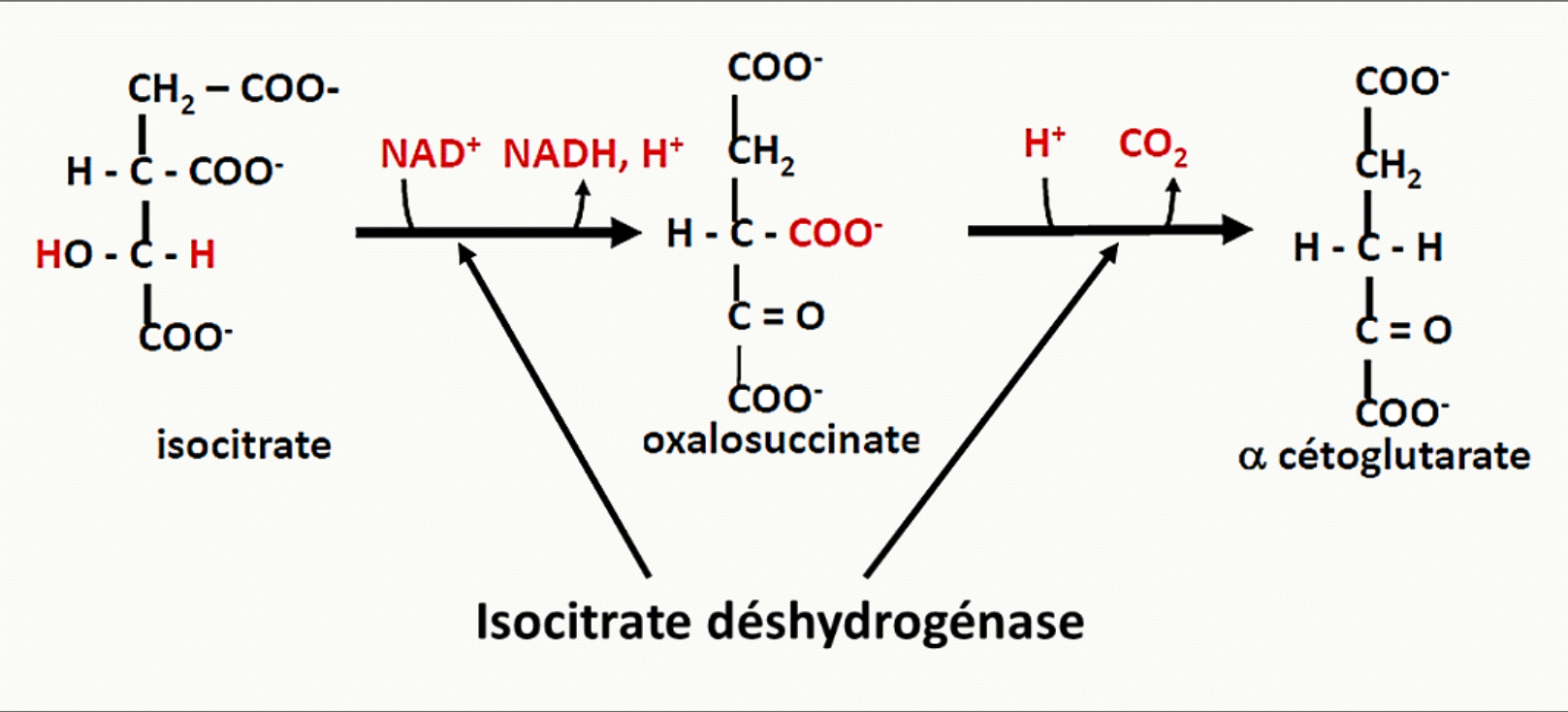 Décarboxylation oxydative de l'isocitrate en α-cétoglutarate par l'isocitrate déshydrogénase
