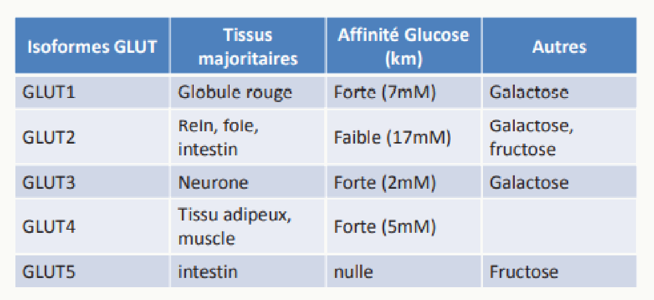 Isoformes GLUT1 à GLUT5, leurs tissus majoritaires et leur affinité pour le glucose