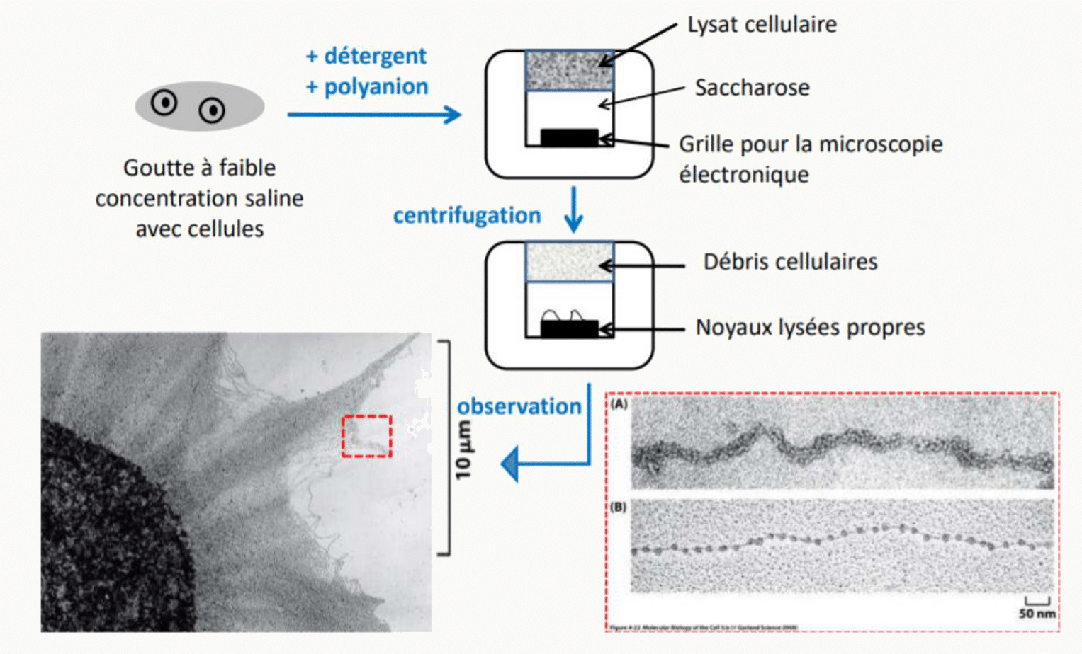 Isolement des noyaux : lyse cellulaire au détergent, centrifugation sur saccharose et récupération des noyaux propres