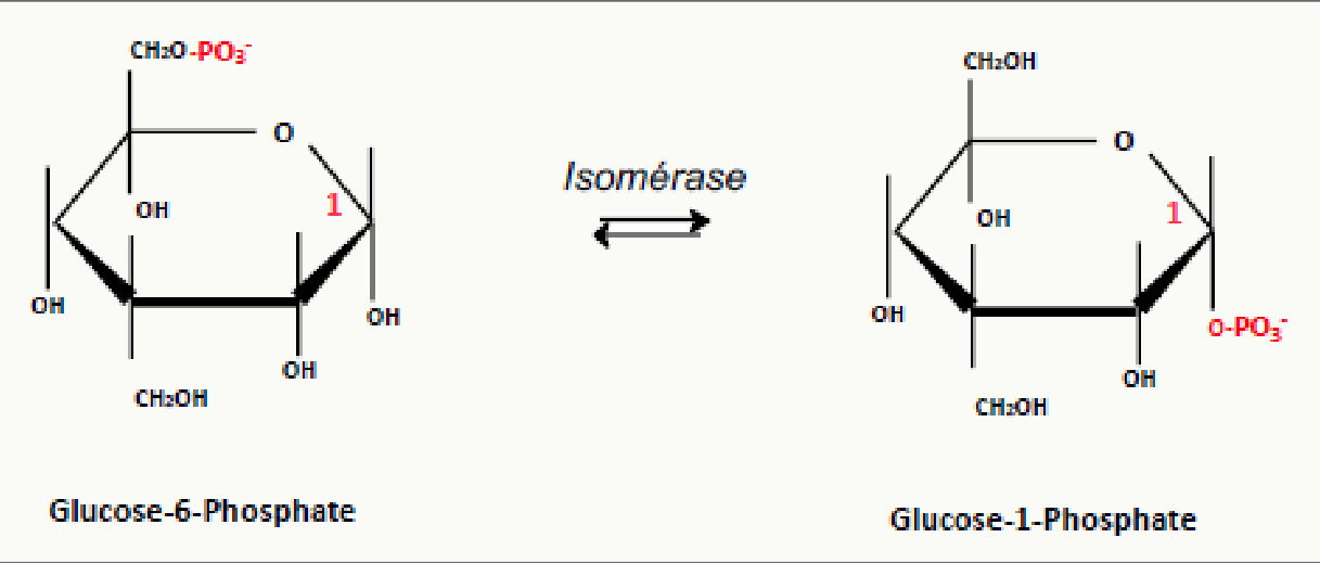 Isomérisation réversible du glucose-6-phosphate en glucose-1-phosphate