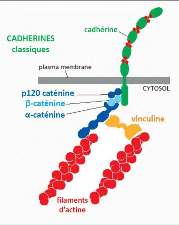 Jonction adhérente reliant la cadhérine aux filaments d'actine par les caténines et la vinculine