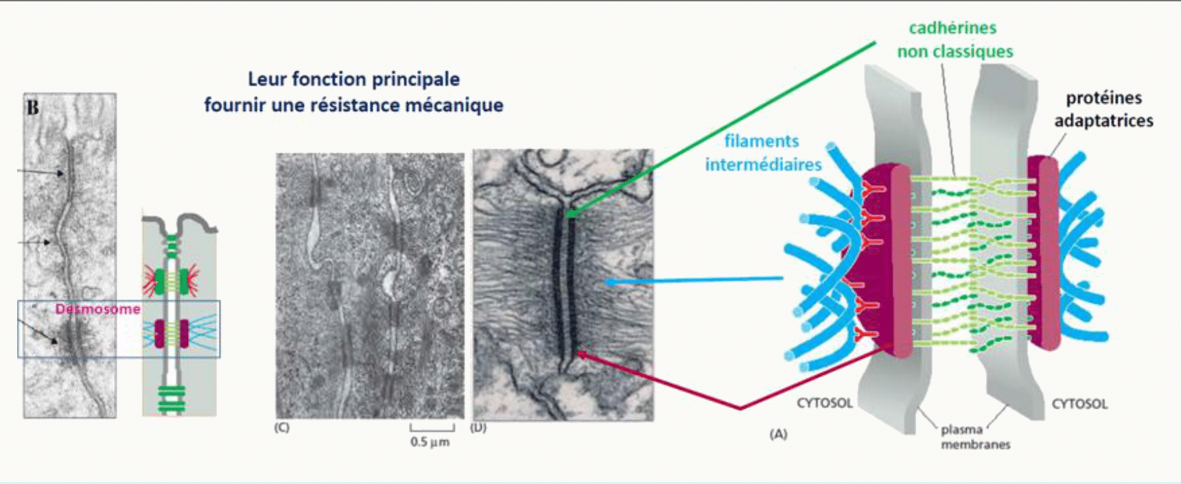 Ceinture d'adhérence d'une cellule épithéliale au microscope électronique