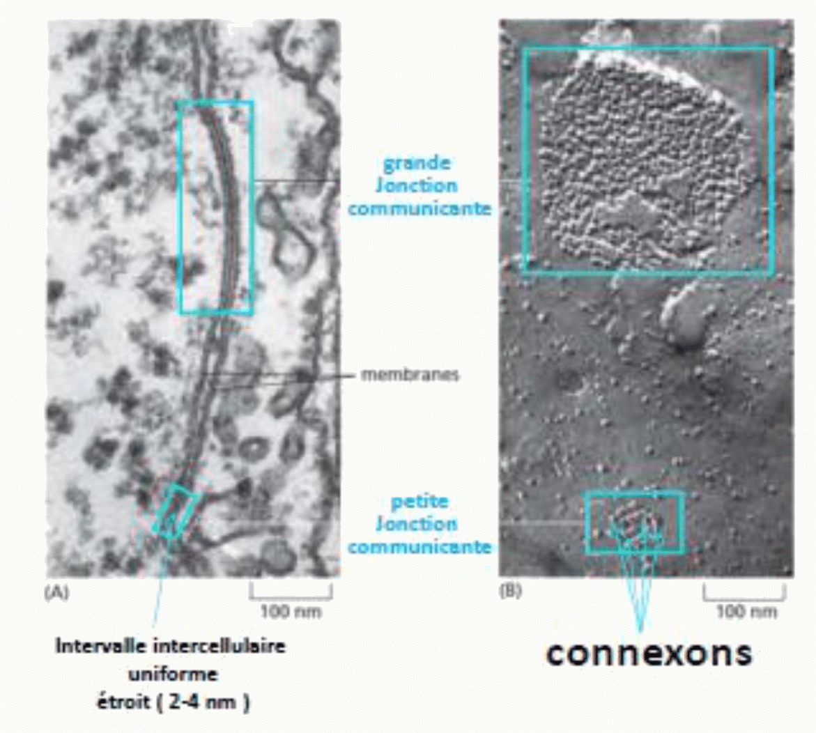 Jonctions communicantes et connexons au microscope électronique, avec un intervalle intercellulaire de 2 à 4 nm