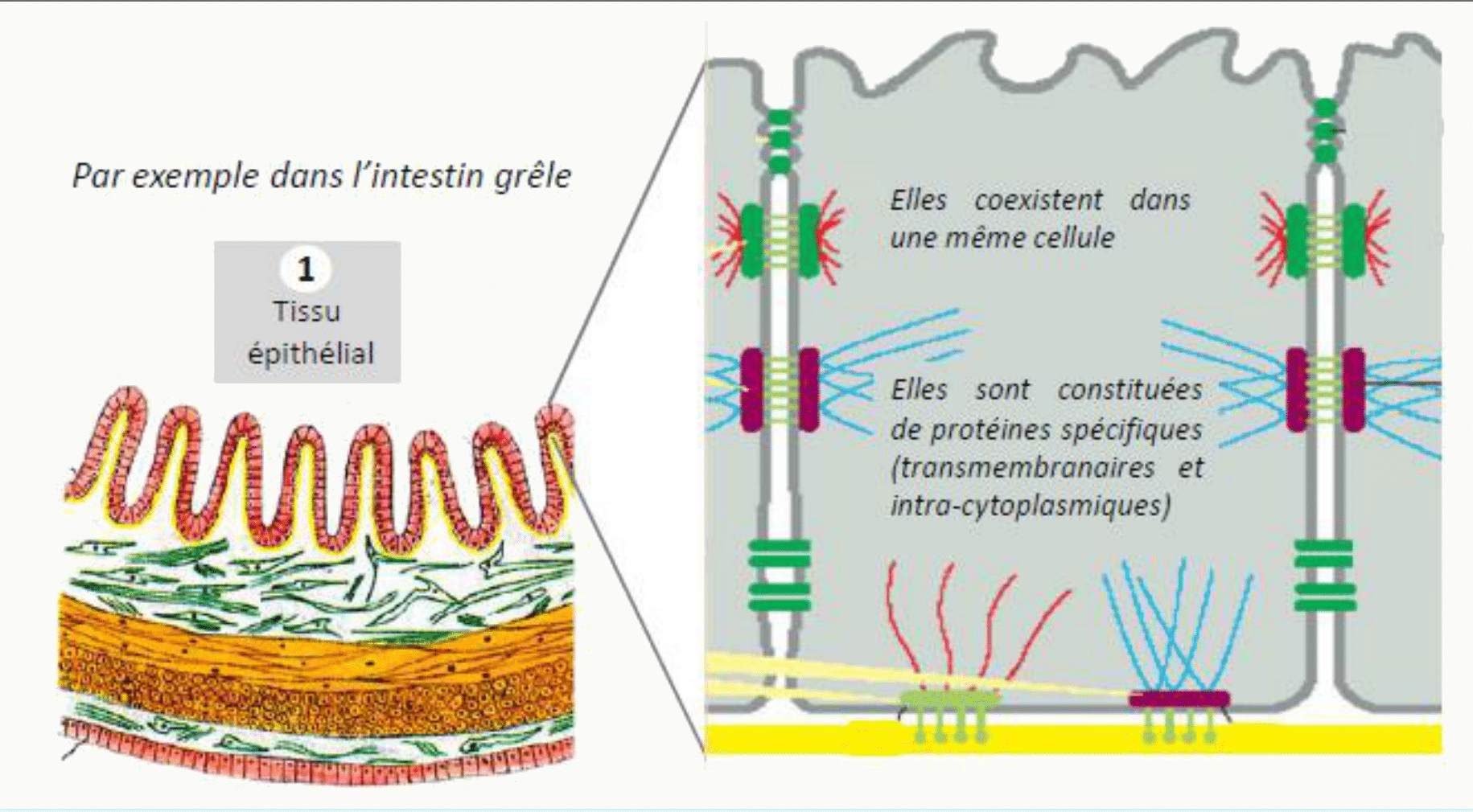 Jonctions d'un épithélium de l'intestin grêle, de la lumière à la lame basale
