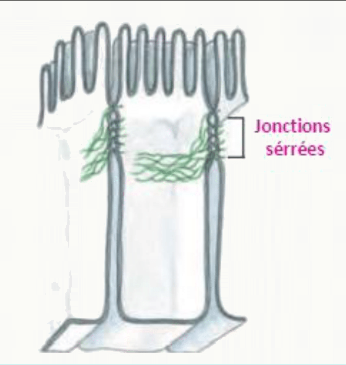 Jonctions serrées formant une ceinture continue au sommet des cellules épithéliales