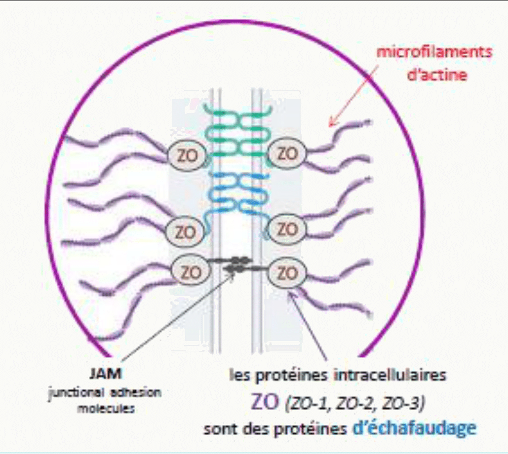 Jonctions serrées : molécules JAM, protéines d'échafaudage ZO-1, ZO-2 et ZO-3 et microfilaments d'actine