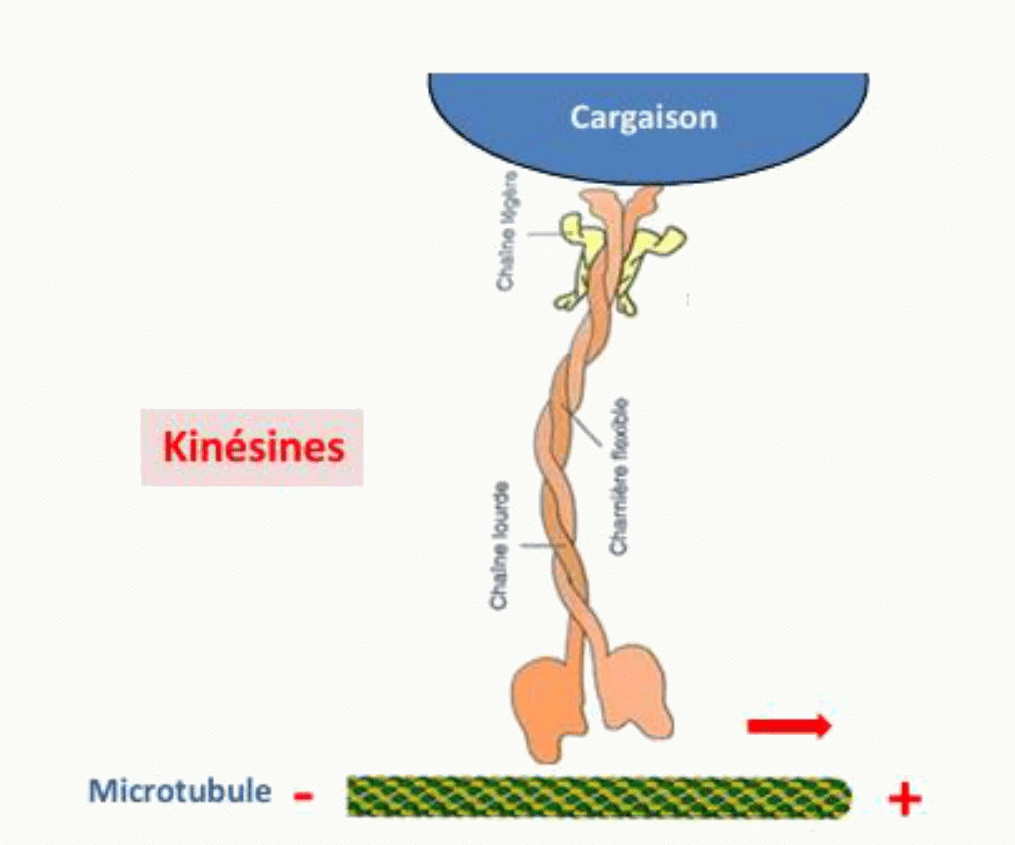 Kinésine progressant pas à pas le long d'un microtubule grâce à ses deux têtes