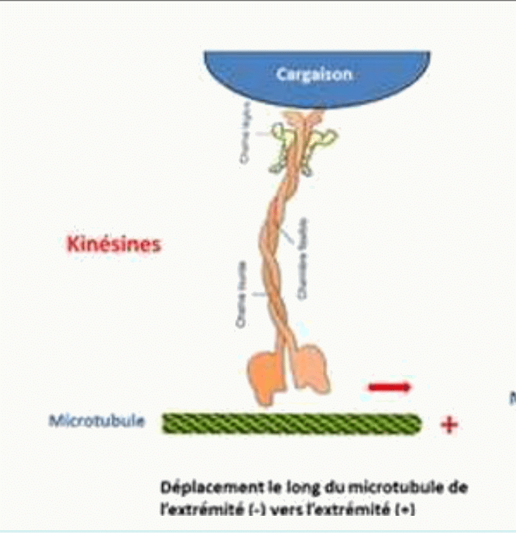Kinésine transportant une cargaison le long d'un microtubule, de l'extrémité moins vers l'extrémité plus