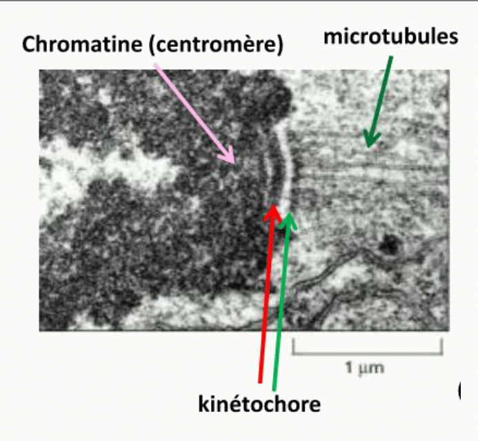 Kinétochore assemblé sur le centromère et microtubules qui s'y attachent, au microscope électronique