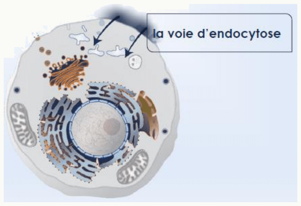 Voie d'endocytose, de la membrane plasmique aux endosomes puis aux lysosomes