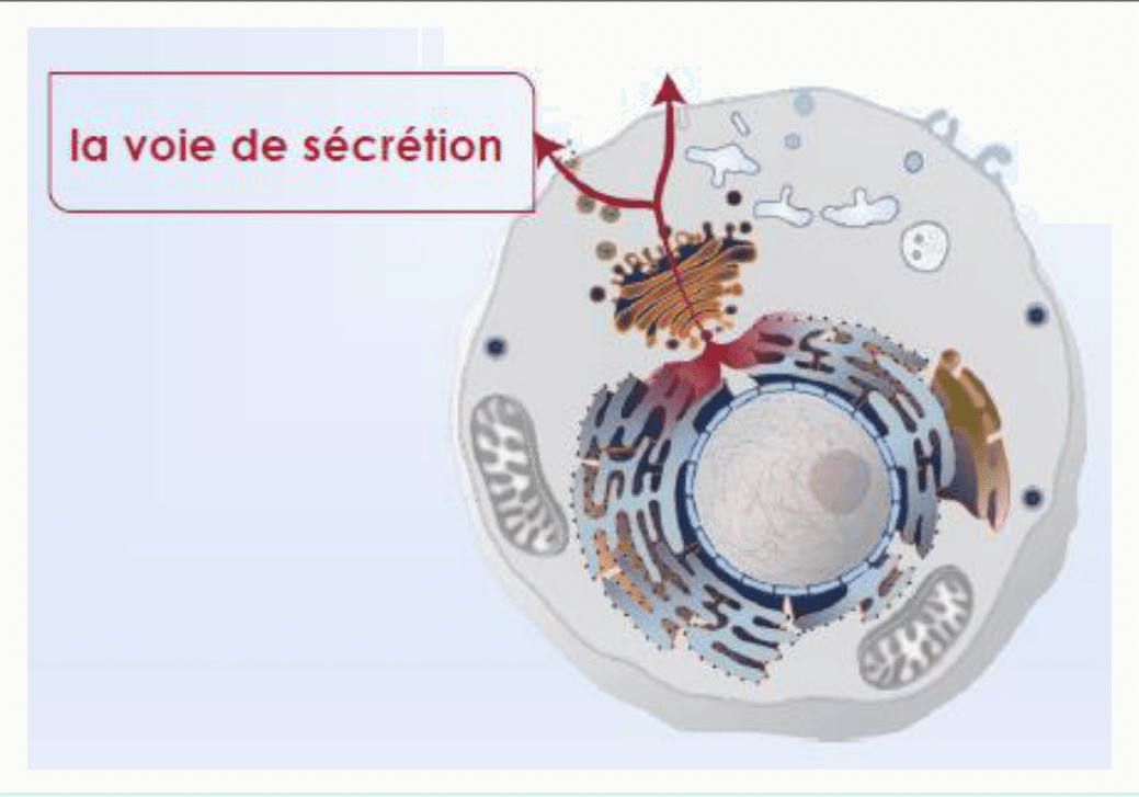 Voie de sécrétion, du réticulum endoplasmique au Golgi puis à la membrane plasmique