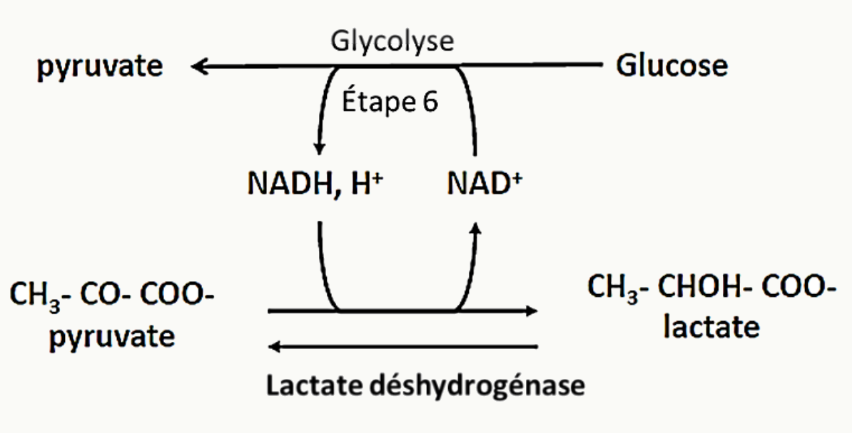 Réduction du pyruvate en lactate par la lactate déshydrogénase avec régénération du NAD+