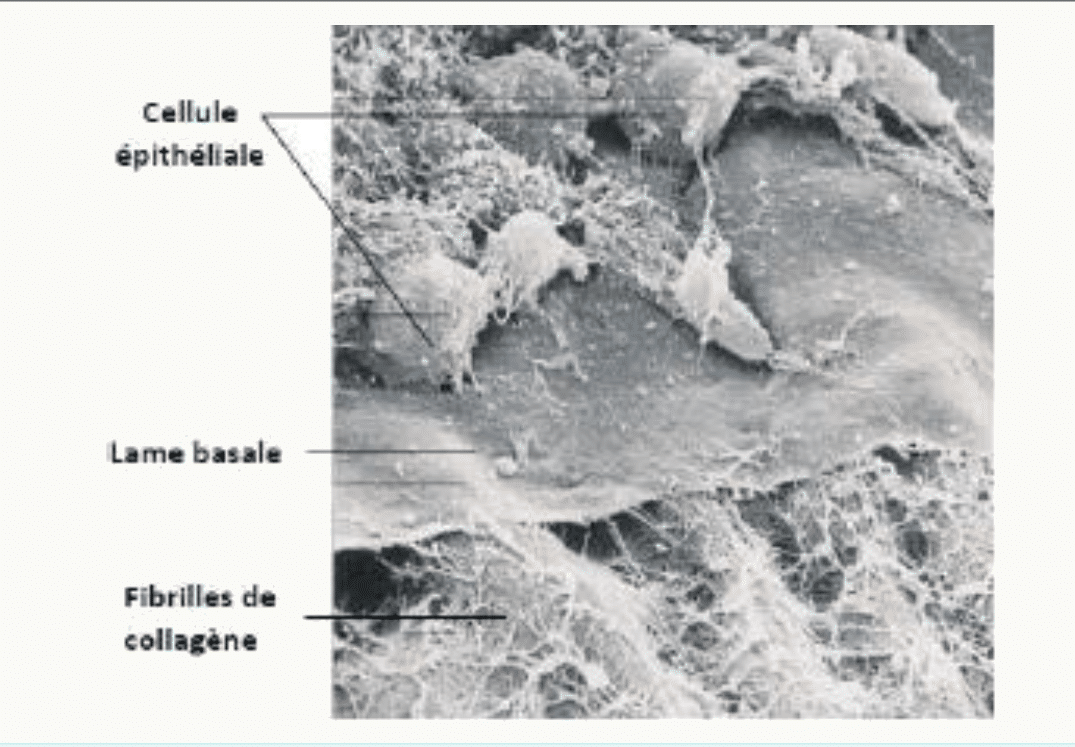 Cellule épithéliale reposant sur sa lame basale, au-dessus des fibrilles de collagène, en microscopie à balayage