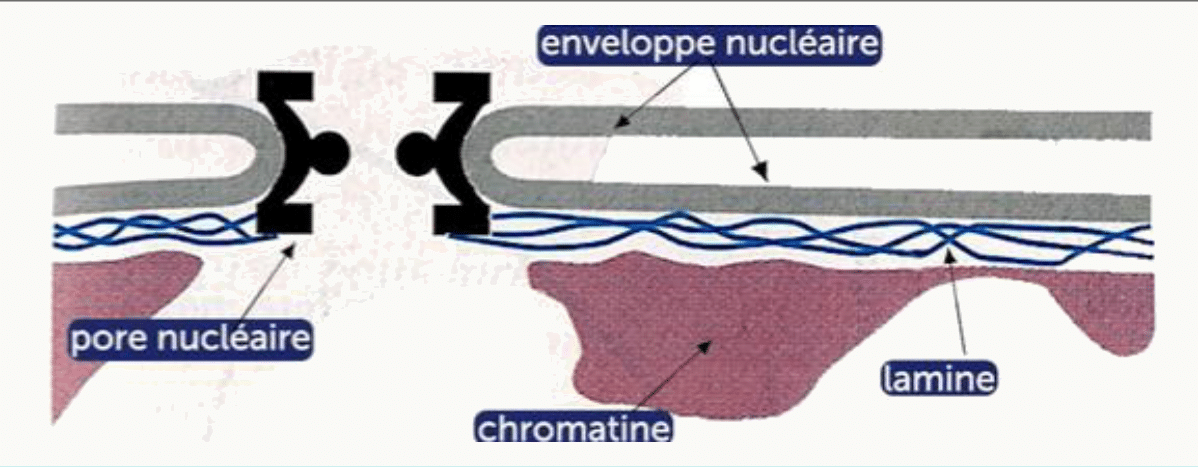 Lamina nucléaire doublant la face interne de l'enveloppe nucléaire, au contact des pores