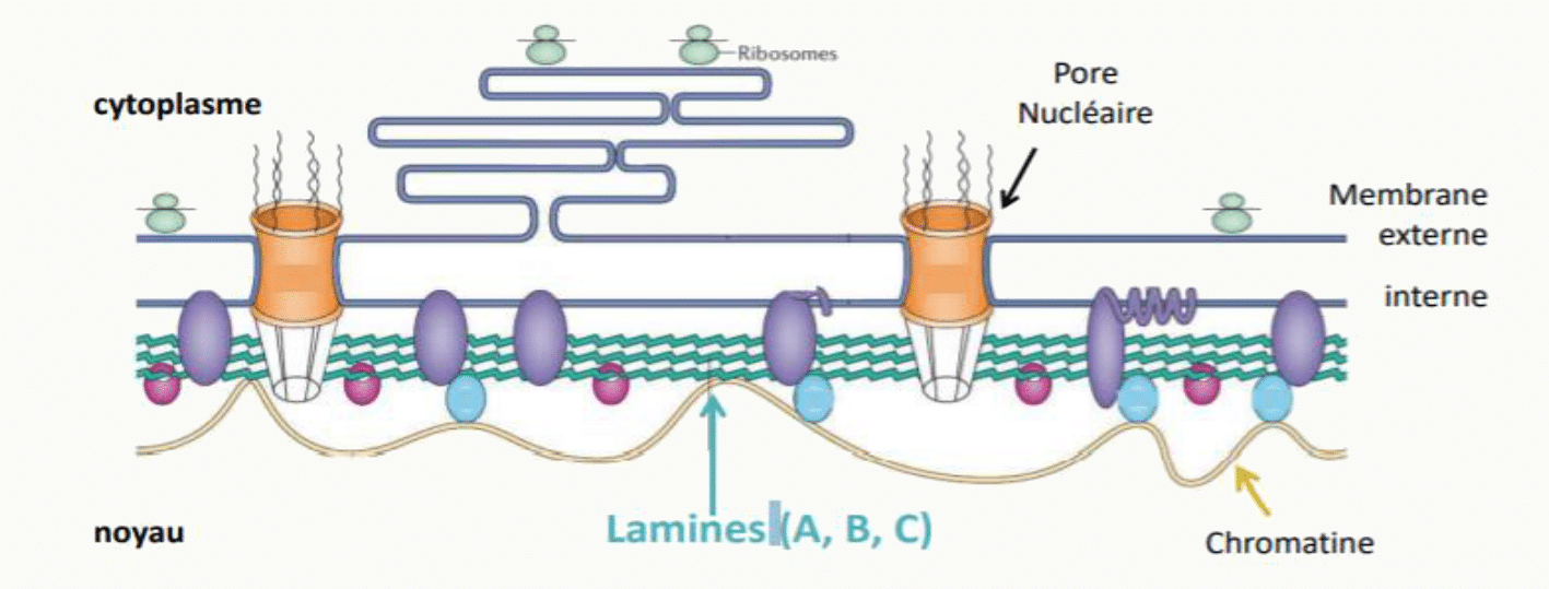 Lamines A, B et C reliant l'enveloppe nucléaire à la chromatine, au voisinage des pores